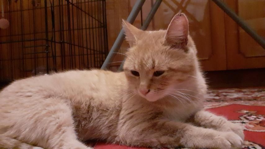 Рижулька! Киця 7 міс. Стерилізована