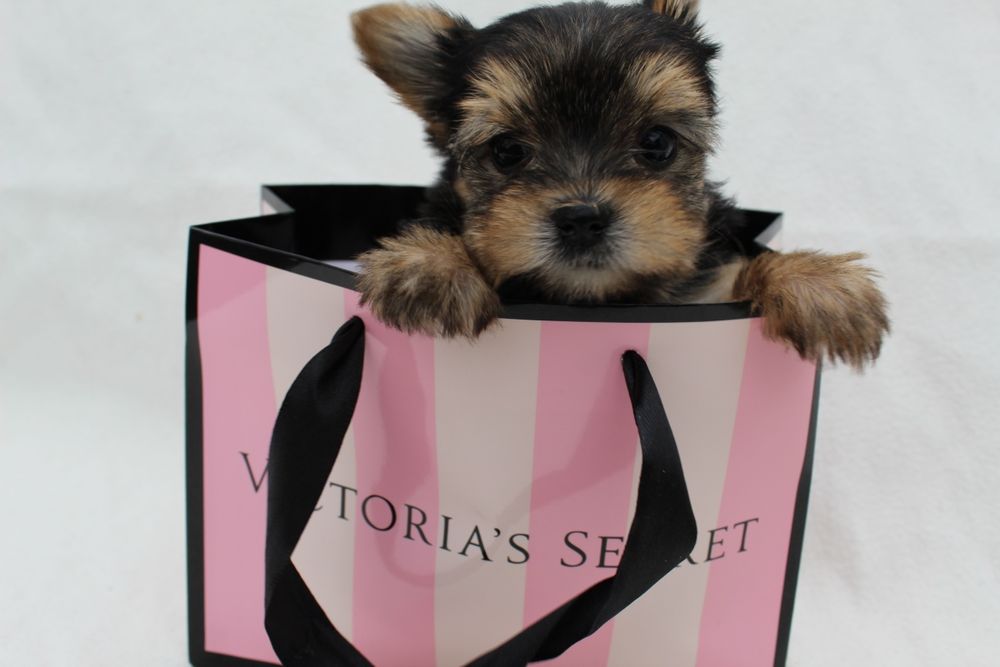 Vip дівчинка baby face йоркширський тер'єр