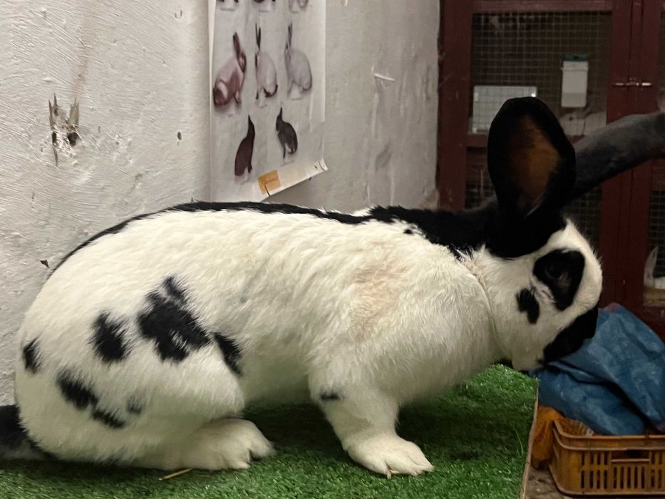 Sprzedam Samca OSC rodowód