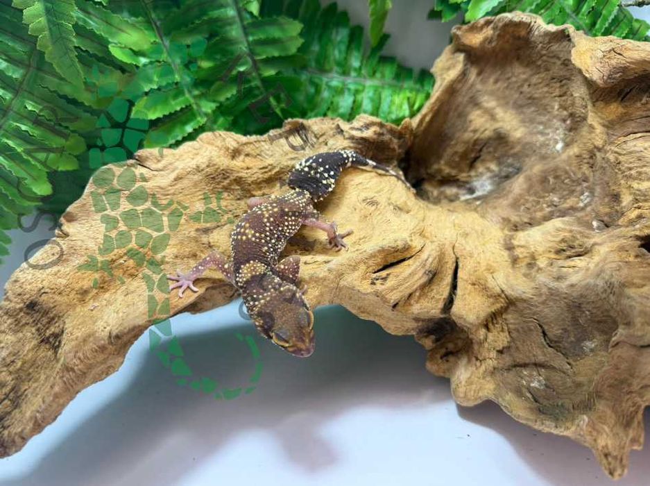 Gekon szczekający gekony underwoodisaurus milii Warszawa