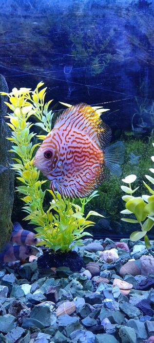 Discus Pigeon Blood
