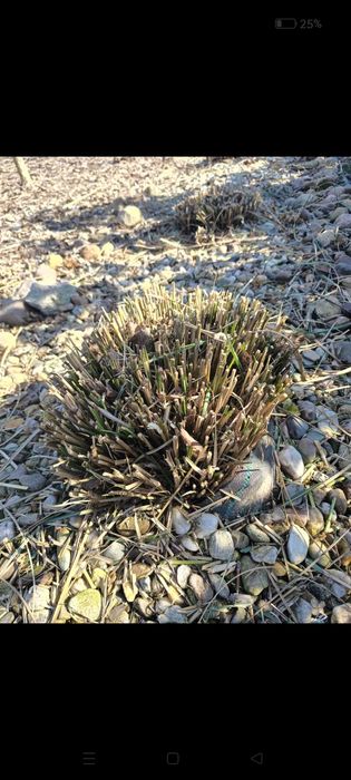 Trawa ozdobna Miskant Chiński