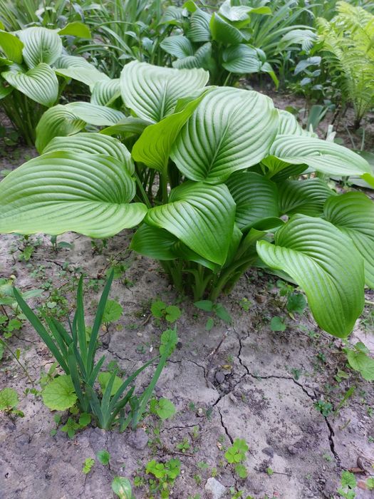 Продам куст Хосты подорожниковой