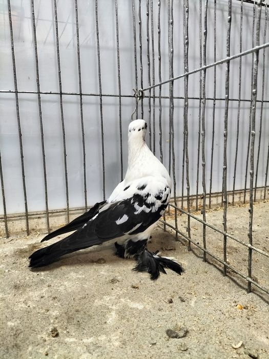 Gołębie ozdobne, motyl warszawski.