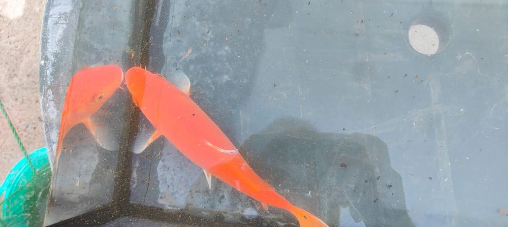 Carpa koi vermelha