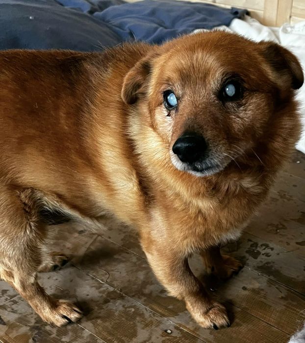 Przekochany Zenuś czeka na cud ...