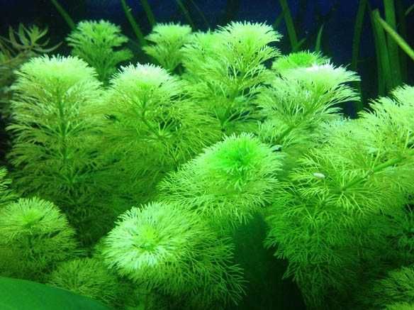 Rośliny akwariowe - dwa gatunki