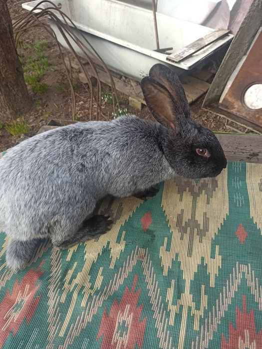 Продам кроликов породистых