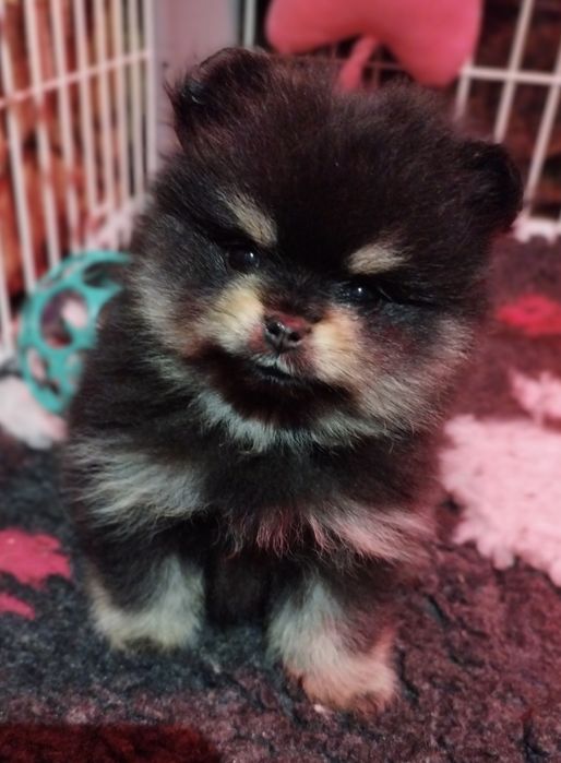 Pomeranian szpic miniaturowy Zkwp