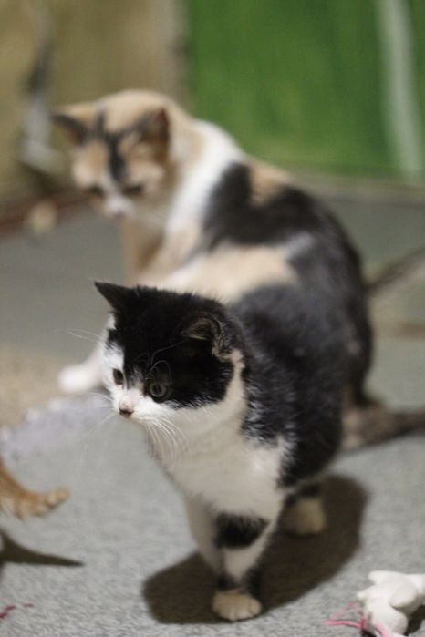 Котята в поисках дома