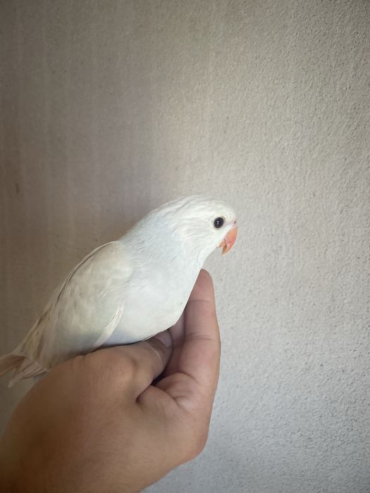Ring Neck AZUL Palido Muito Meigo