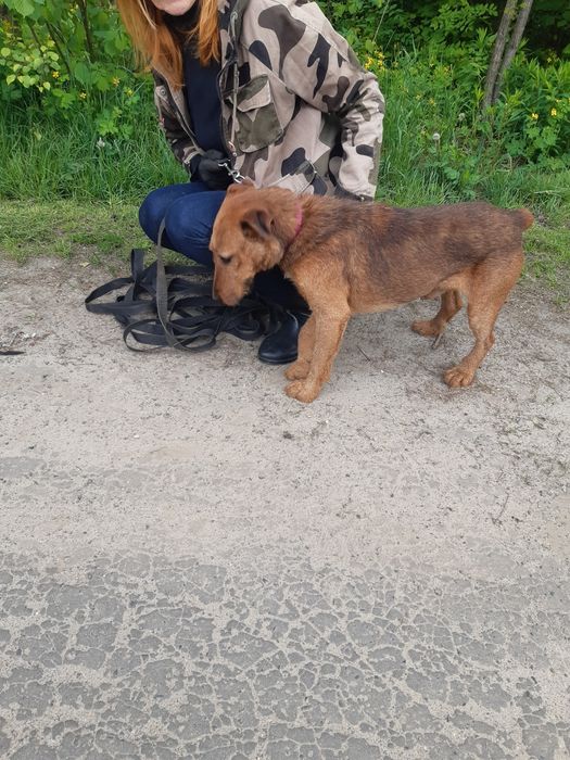 Śliczny mały piesek Dingo do adopcji ze schroniska.