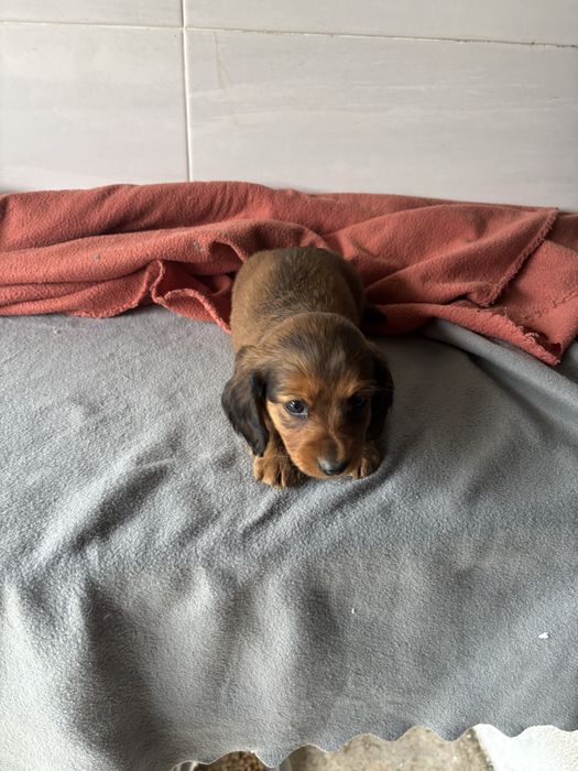 Teckel femea miniatura de pelo comprido