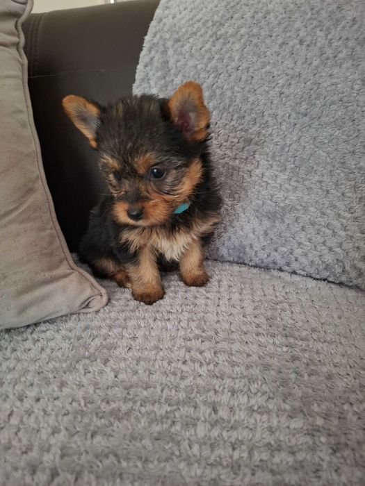 York Shire Terrier z Rodowodem - Piesek