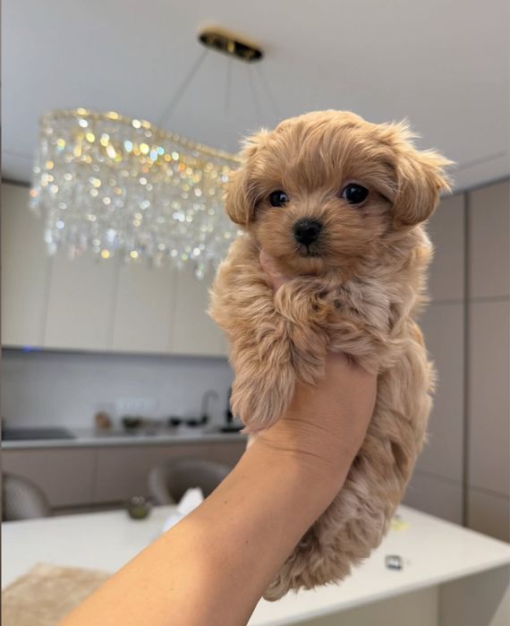 Цуценята Мальтіпу Maltipoo f1 mini/baby face