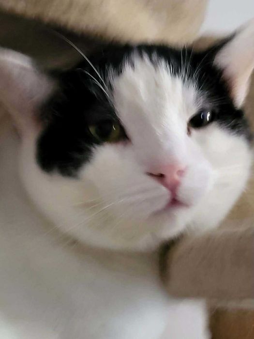 Jasiek 2020 r. bardzo spokojny i wrażliwy kotek