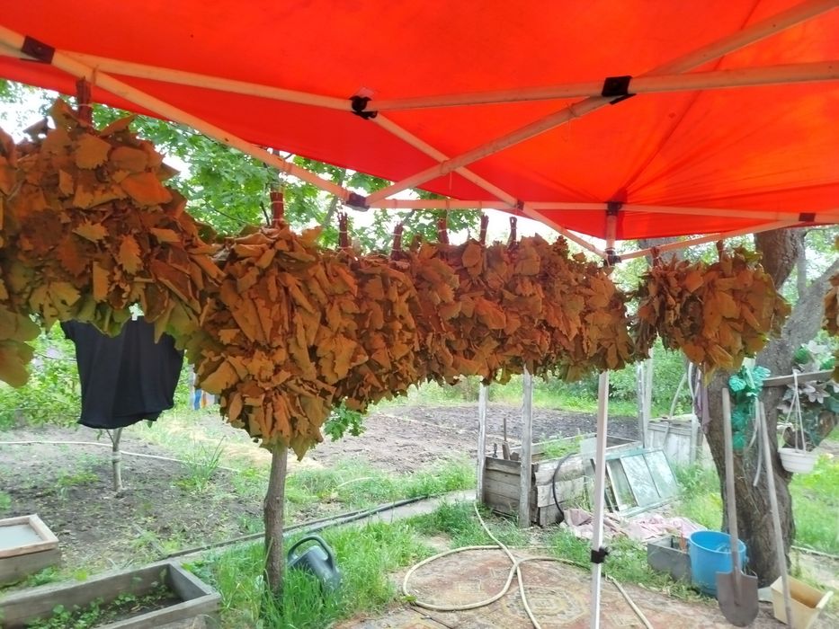Веник банный дубовый.