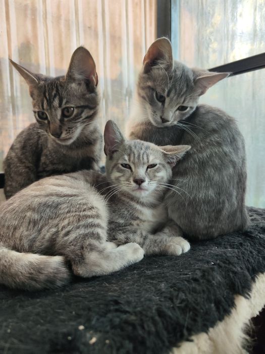 Віддам гарних кошенят безкоштовно.
