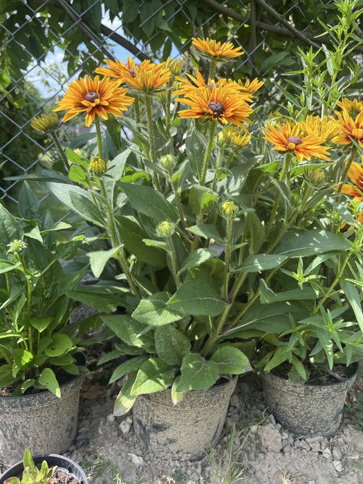 Kwiatki rudbeki
