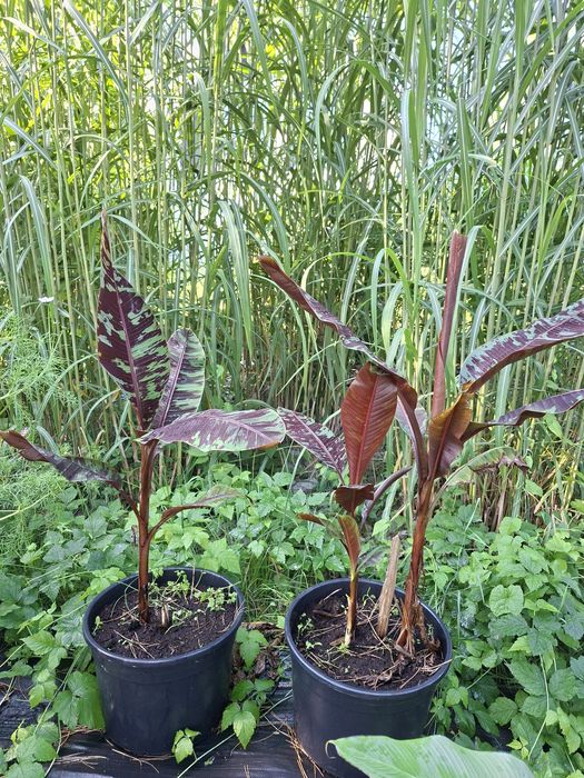 Bananowiec musa balbisiana sikkimensis thomsoni basjoo  manicata