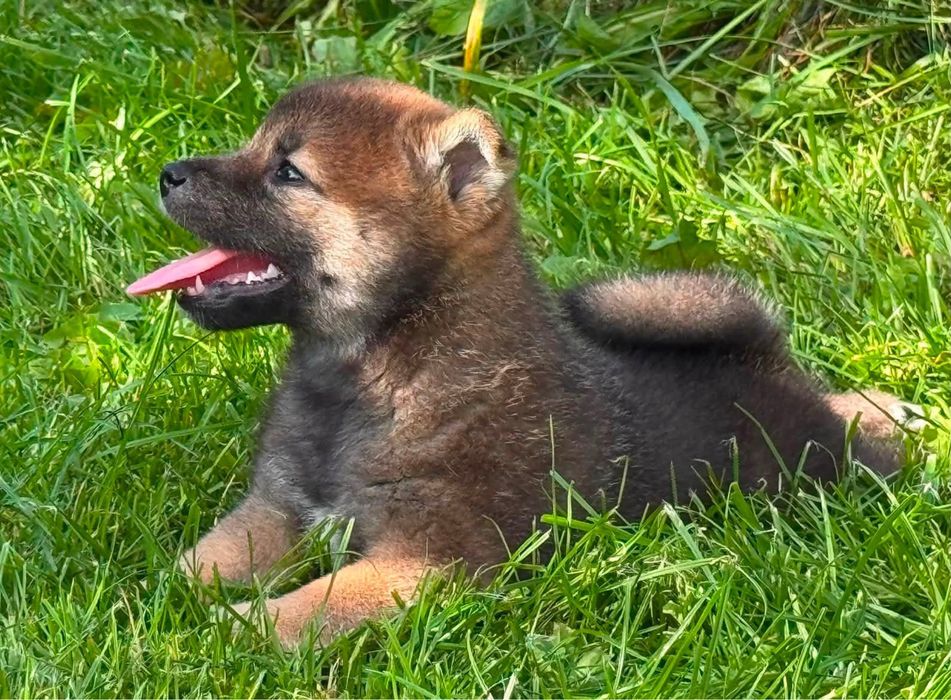 NATSUMI suka sunia shiba inu FCI ZKwP Gotowa do odbioru