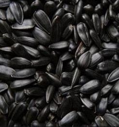 Продам Соняшник 2025