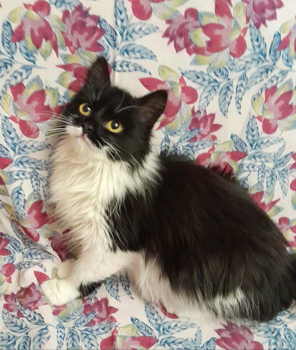 Пушистая котёнок девочка ищет дом! Котята в хорошие руки!