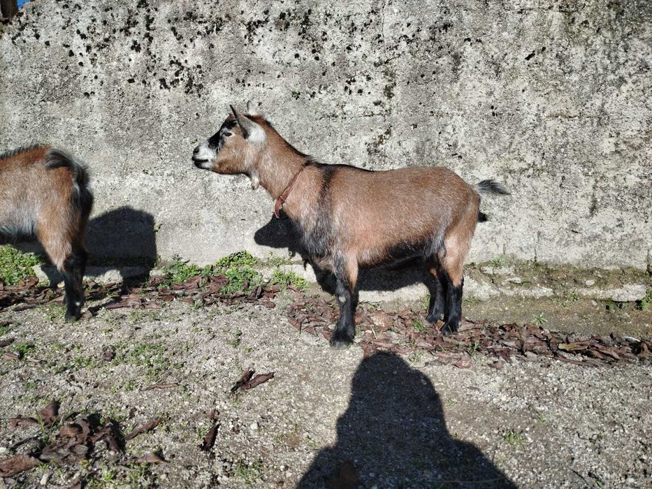 Cabra e Cabrito Anões