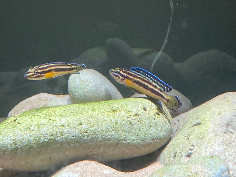 Ciclideos Tanganyika  julidochromis kipili, julis adultas