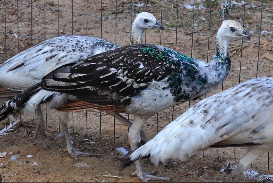 Paw  pawie   CZARNOSKRZYDŁE   koguty