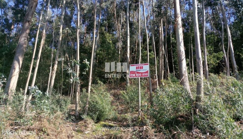 Venda de Bouça com 2000m², Deão, Viana do Castelo