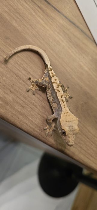 Młode gekony orzęsione piękne odmiany