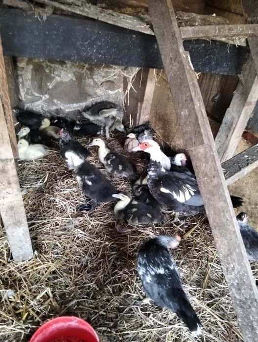 Patos mudos e garnizos