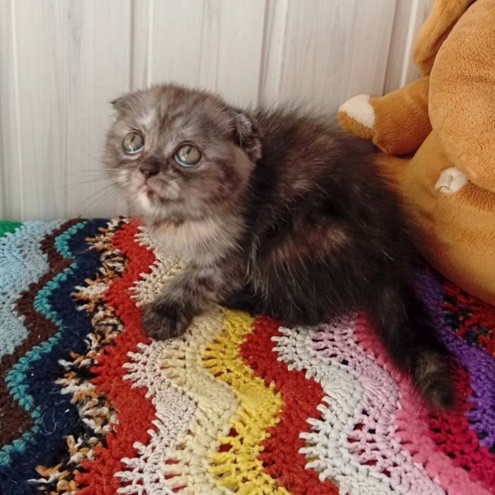 Дівчинка на удачу.  Шотландська висловуха