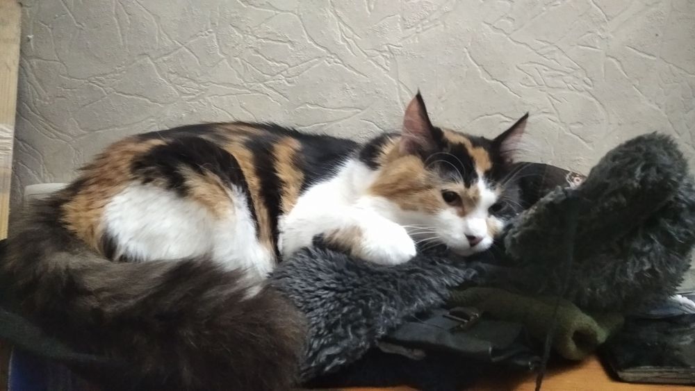 2 кішки безкоштовно