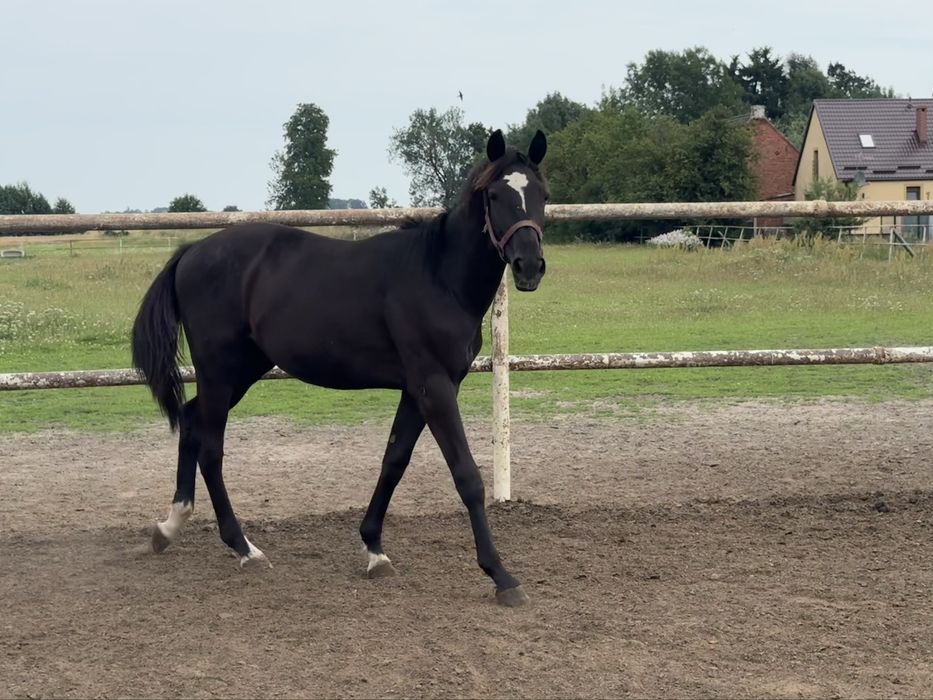 Ogierek Dragon po Parametrze