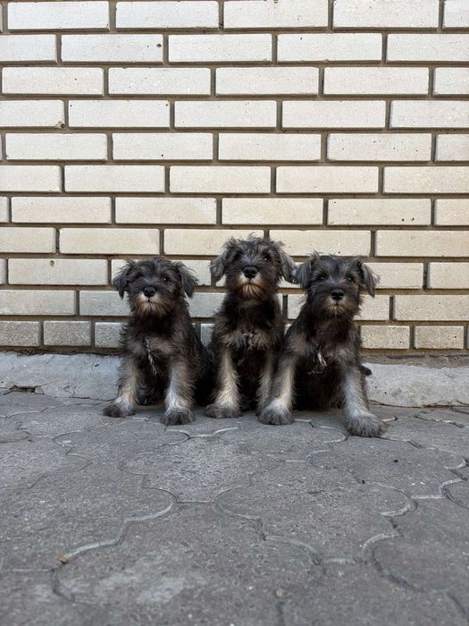 Щенки цвергшнауцера,девочки  и мальчика.