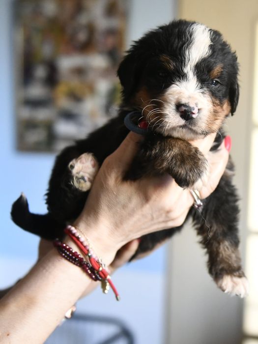 Berneński Pies Pasterski piesek FCI Warszawa