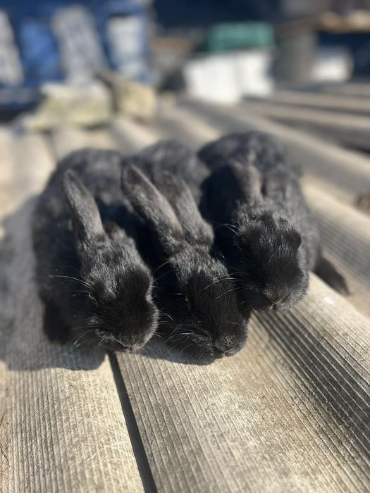 Продам кролі тушкою та на плем'я