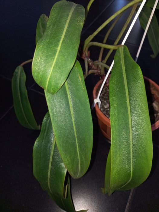 Филодендрон Pig Skin  довгий лист