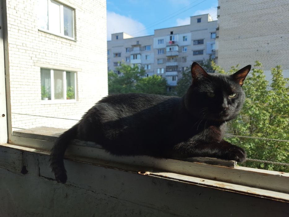 ‼️Потерялся чёрный кот‼️