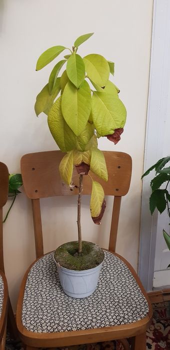 Авокадо кімнатні