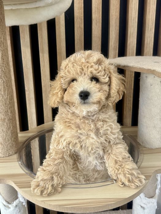 Bichpoo Poochon suczka maltipoo pudel toy