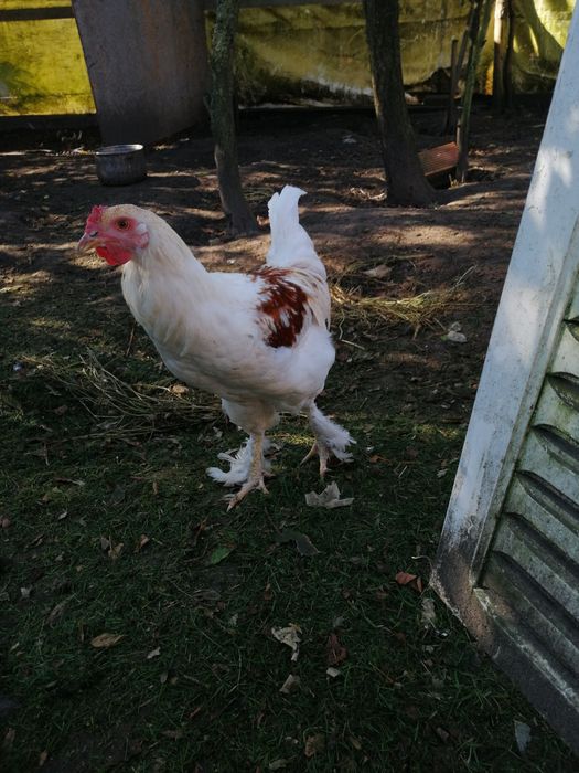 Sprzedam koguty młode