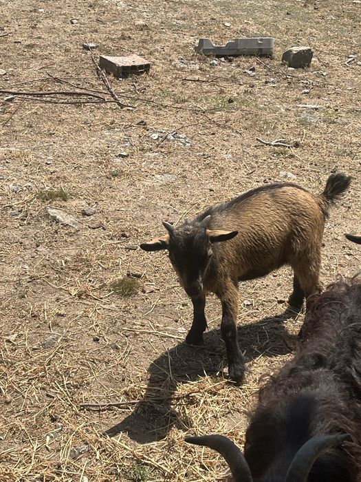 Cabras anas  ultimas