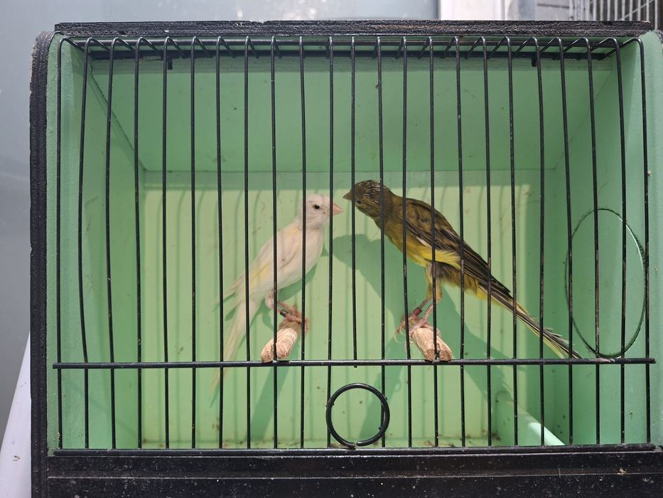 Casal de canários espanhois