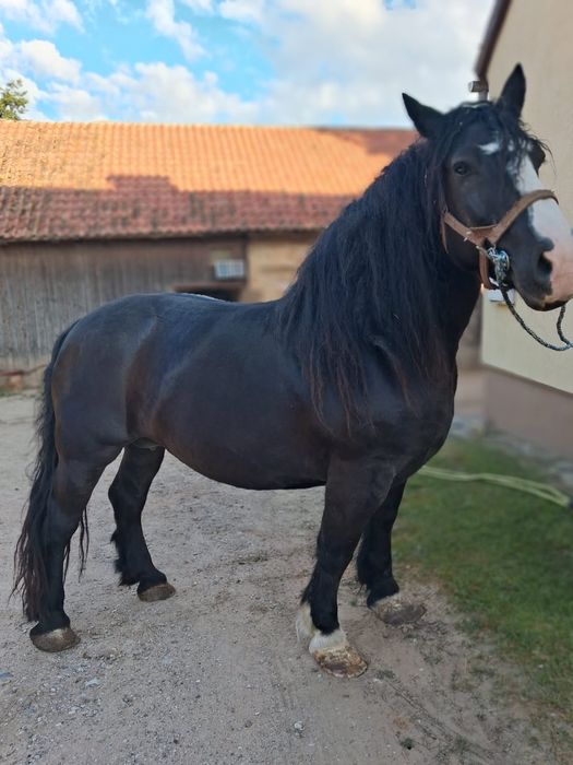 Sprzedam   klacz i ogierka