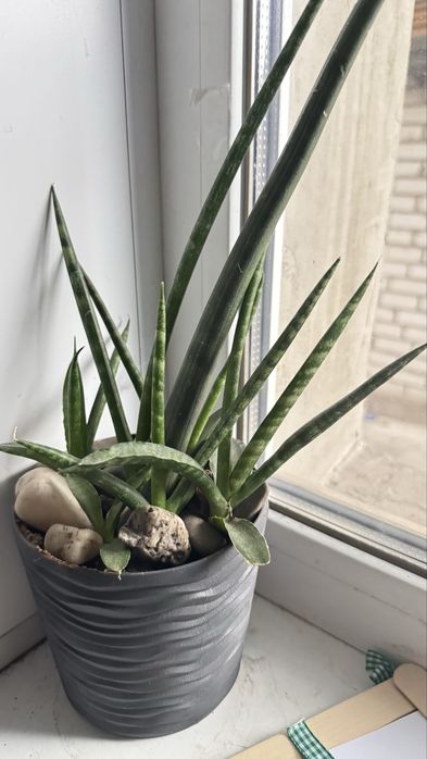 Сансевьєра Сylindrica  трубчатая