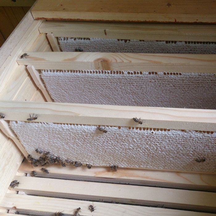 Продам бджолопакет