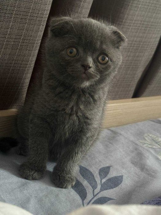 Британські котята